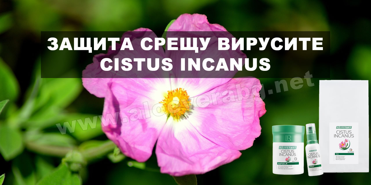 Мощна Защита срещу вирусите - Cistus Incanus (Памуклийка)
