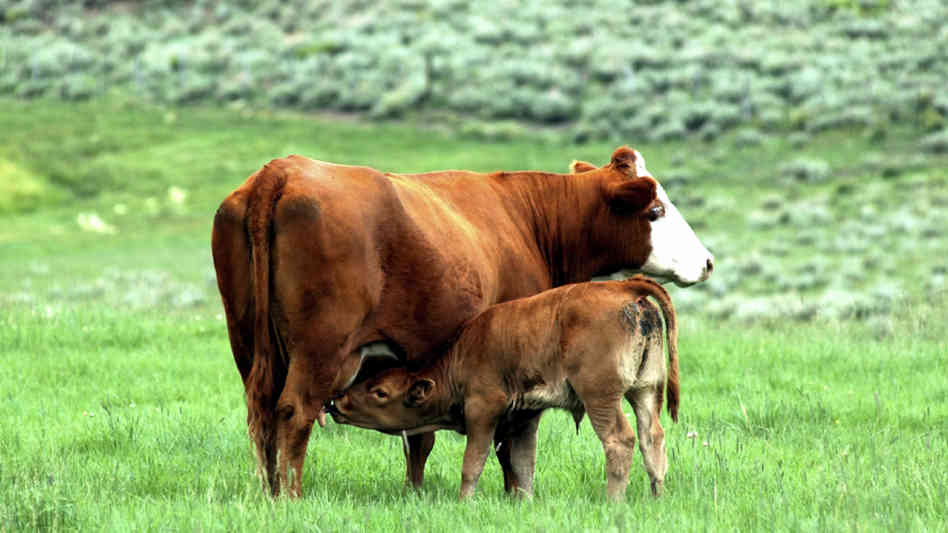 Така действа Colostrum (Коластрата)