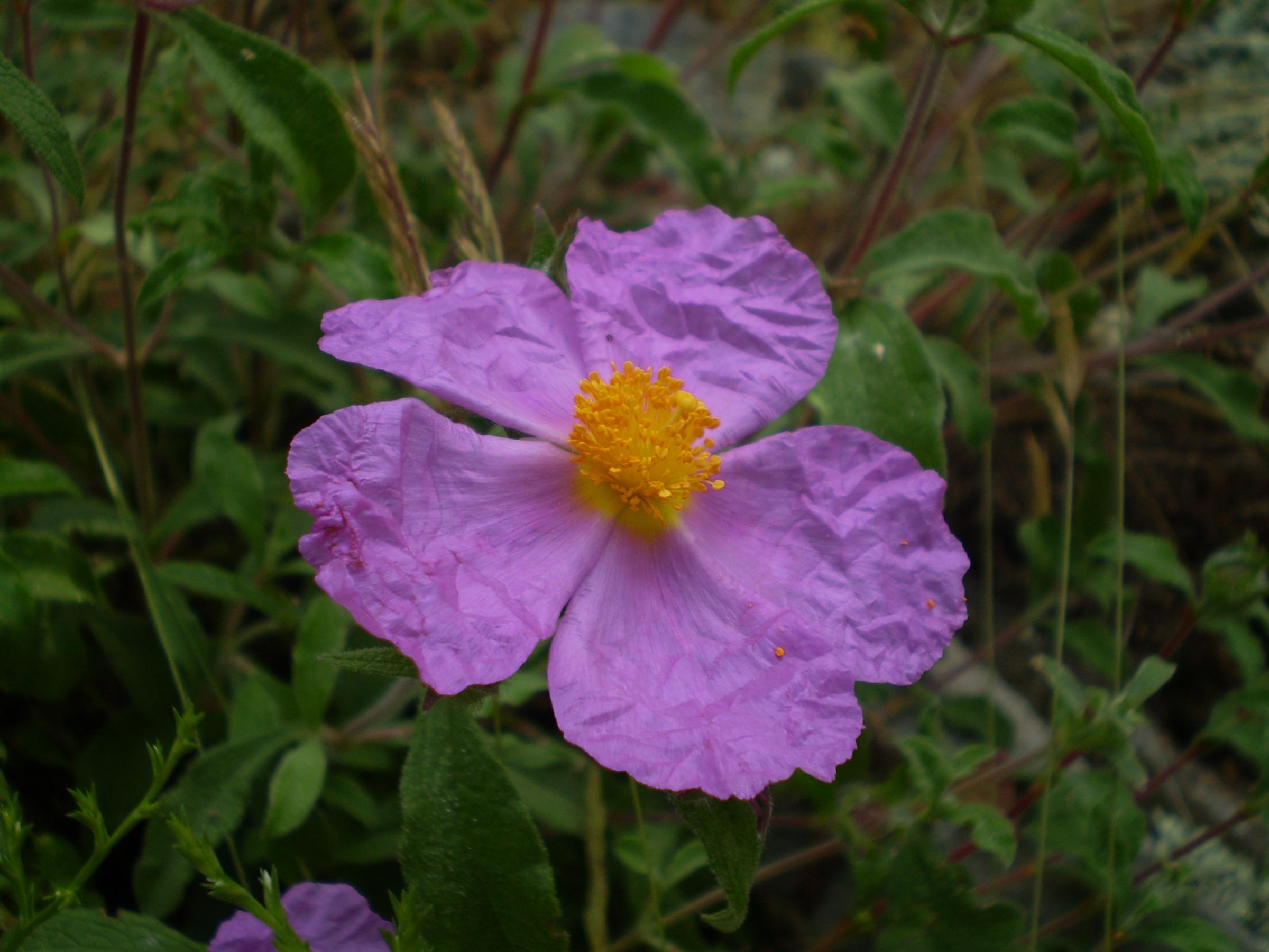 Какво е Памуклийка (Cistus Incanus)?