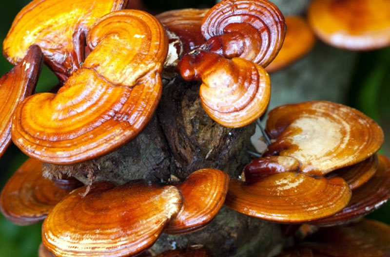 Какви са ползите от приема на Reishi - азиатската гъба-чудо?